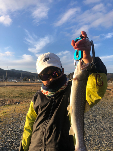 イワナの釣果