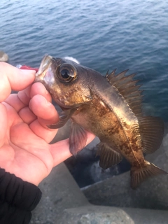 メバルの釣果