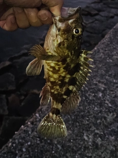 カサゴの釣果