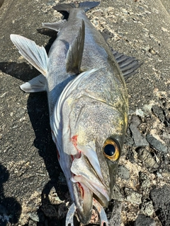 スズキの釣果