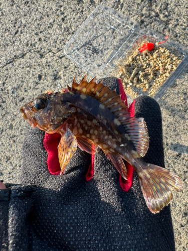 カサゴの釣果