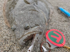 ヒラメの釣果