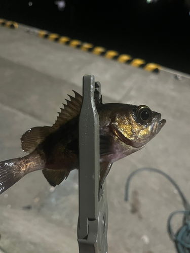 シロメバルの釣果