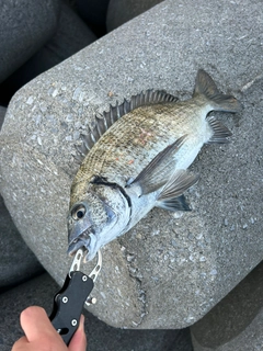 ミナミクロダイの釣果