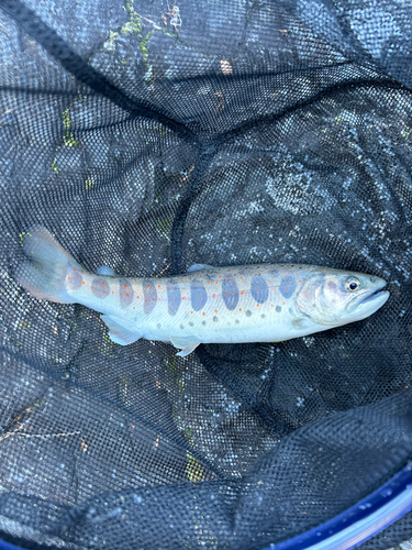 イワナの釣果