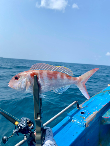 モモイトヨリの釣果