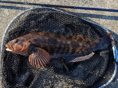 アイナメの釣果