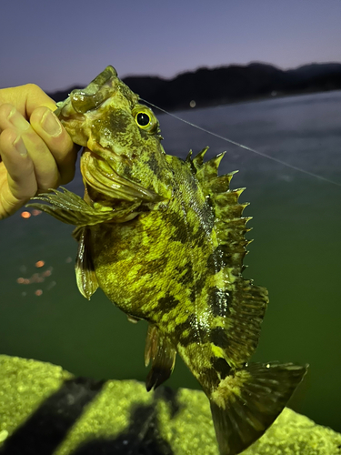 カサゴの釣果