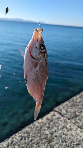 ウミタナゴの釣果