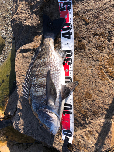 チヌの釣果