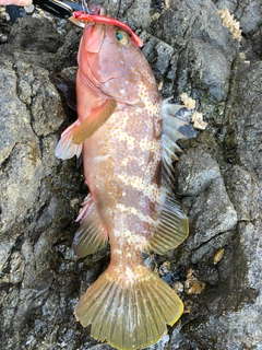 キジハタの釣果