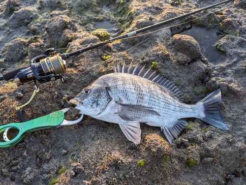 クロダイの釣果