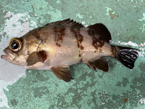 メバルの釣果