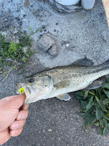 釣果