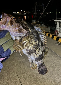 ベッコウゾイの釣果