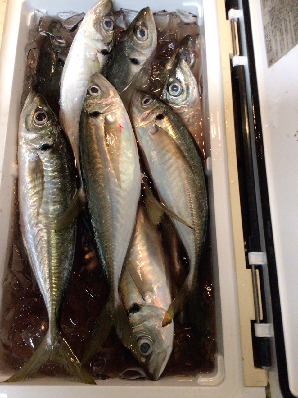 何をおいても釣りでしょさんの釣果 1枚目の画像