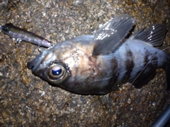 メバルの釣果