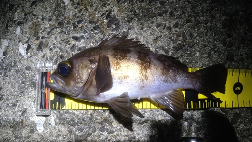 シロメバルの釣果