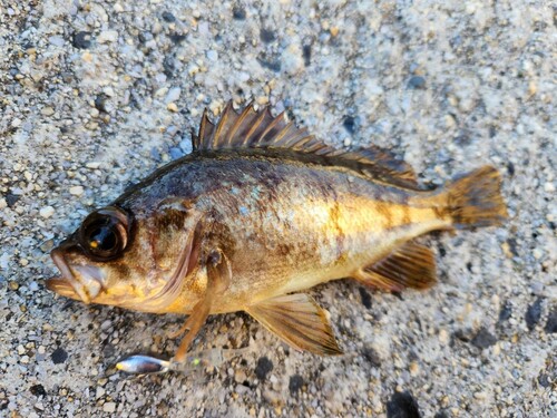 メバルの釣果