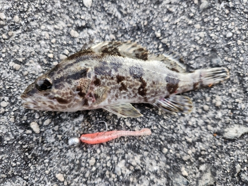 タケノコメバルの釣果