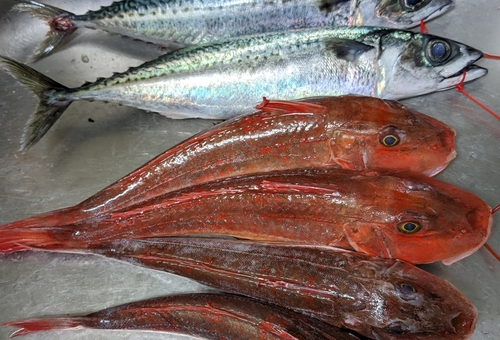 ホウボウの釣果