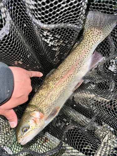 ニジマスの釣果