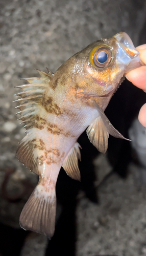 メバルの釣果