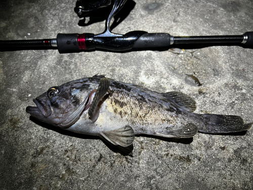 クロソイの釣果