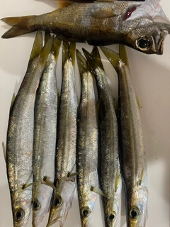 カマスの釣果