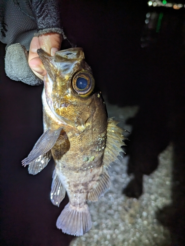 メバルの釣果