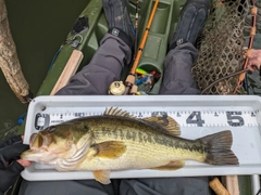 ブラックバスの釣果