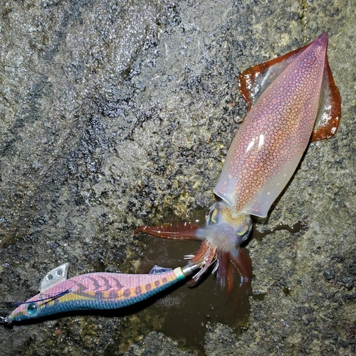 ケンサキイカの釣果