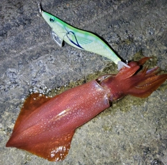 ケンサキイカの釣果