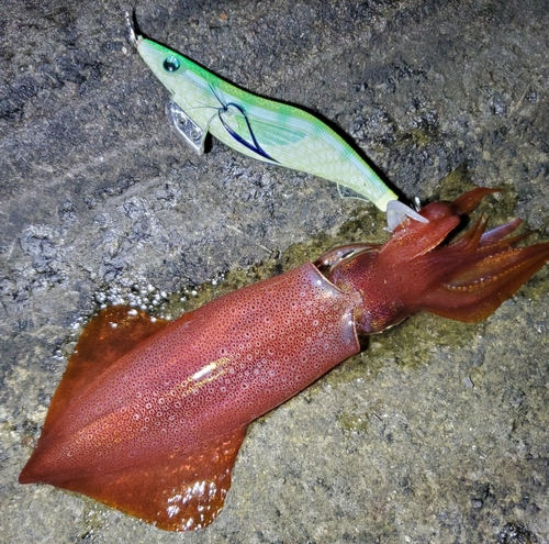 ケンサキイカの釣果