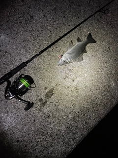 セイゴ（ヒラスズキ）の釣果