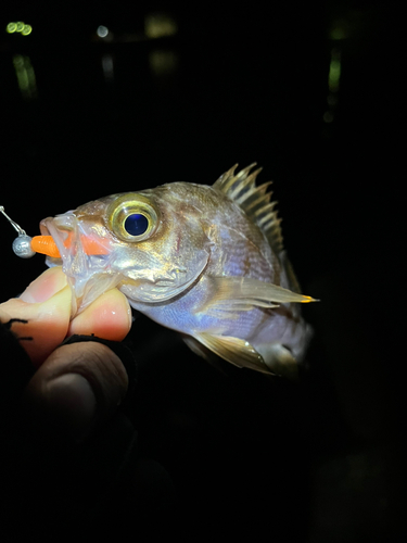 メバルの釣果