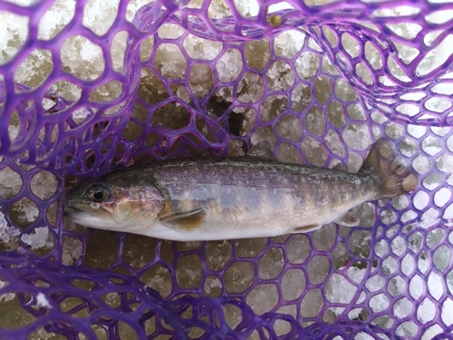 イワナの釣果