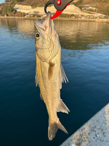 スズキの釣果