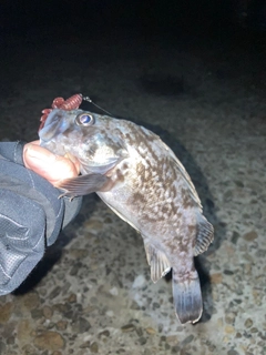 クロソイの釣果