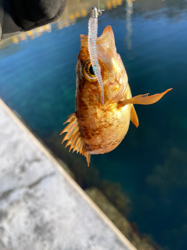 メバルの釣果