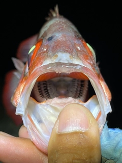 ゴマヒレキントキの釣果