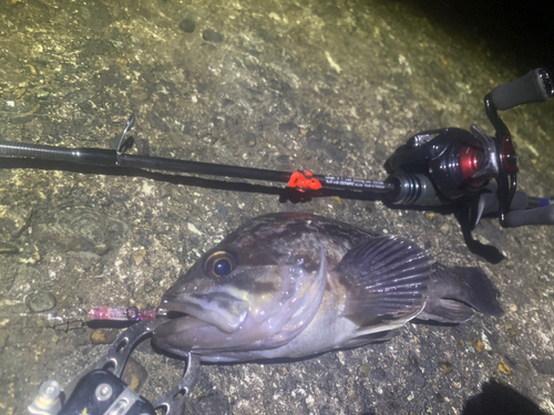 ソイの釣果