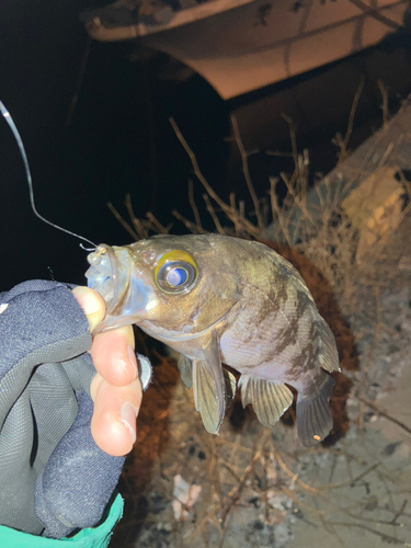 メバルの釣果