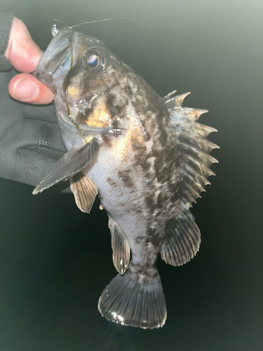 クロソイの釣果