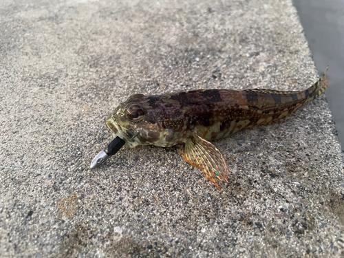 アサヒアナハゼの釣果