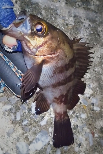 シロメバルの釣果