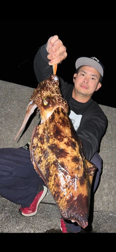 コブシメの釣果