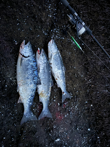 サクラマスの釣果