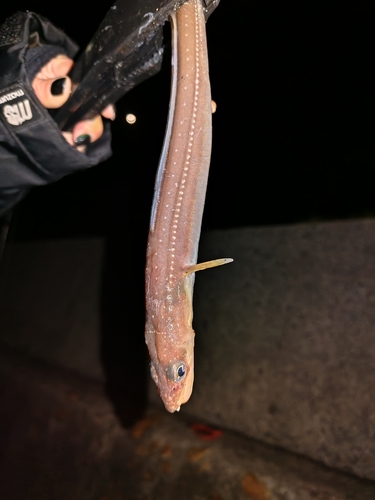 アナゴの釣果