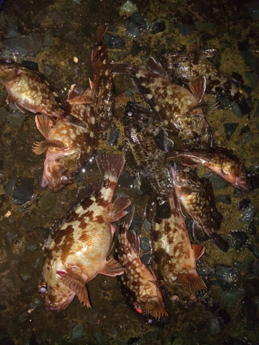 アラカブの釣果